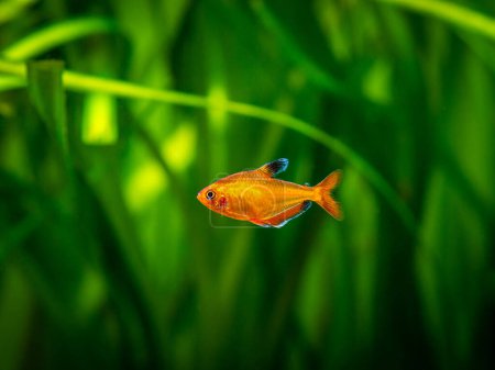 Téléchargez les photos : Tetra serpae (Hyphessobrycon eques) dans un aquarium à fond flou - en image libre de droit