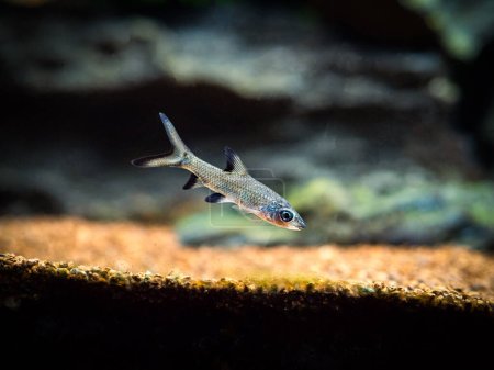 Photo for Bala shark or silver shark (Balantiocheilus melanopterus) isolated on a fish tank with blurred bakground - Royalty Free Image