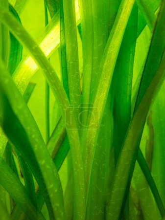 Téléchargez les photos : Détail d'une plante aquatique d'eau douce Vallisneria gigantea dans un aquarium - en image libre de droit