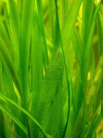 Téléchargez les photos : Détail d'une plante aquatique d'eau douce Vallisneria gigantea dans un aquarium à fond flou - focus sélectif - en image libre de droit