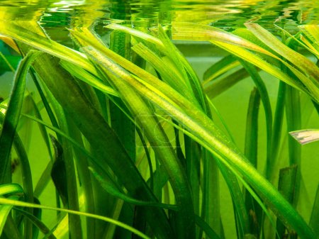 Photo for Detail of a Vallisneria gigantea freshwater aquatic plant in a fish tank - Royalty Free Image