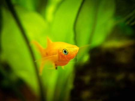 yellow molly fish (Poecilia sphenops) close up on a fish tank with blurred background
