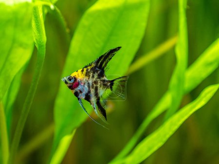 Foto de Angel Fish Koi Panda Yellow Head in tank fish with blurred background (Pterophyllum scalare) - Imagen libre de derechos