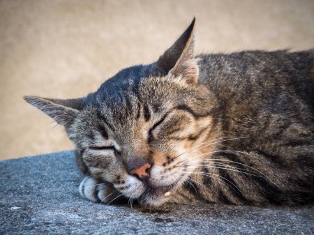 Foto de Retrato de un gato durmiendo feliz babeando - Imagen libre de derechos
