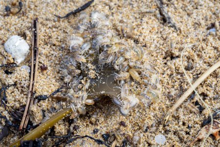 Photo for Group of sea fleas or sand hoppers (Talitrus saltator) feeding on seaweed on the sea sand - Royalty Free Image