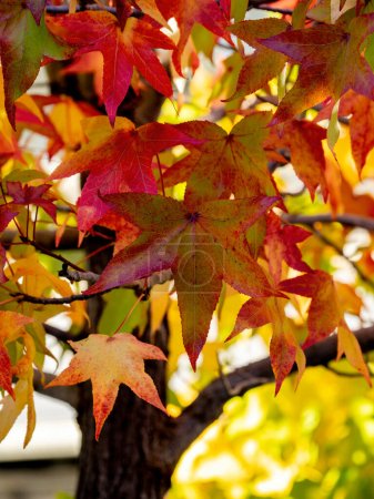 Selective focus of liquidambar (sweetgum tree) leafs with blurred background - autumnal bakground