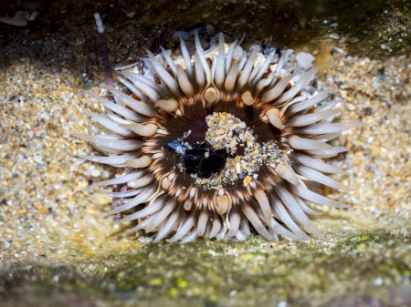 Foto de Dahlia anemone (Urticina felina) en una roca durante la marea baja en una playa en Galicia, España - Imagen libre de derechos