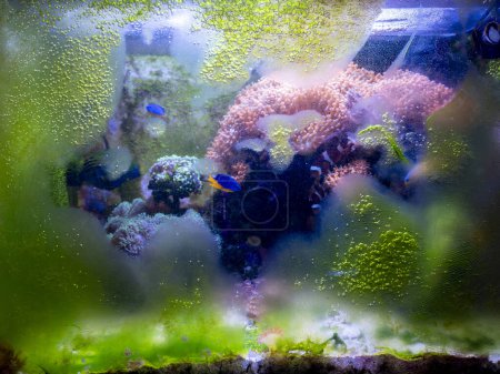 Foto de Algas en el vidrio del acuario debido a la falta de mantenimiento - Imagen libre de derechos