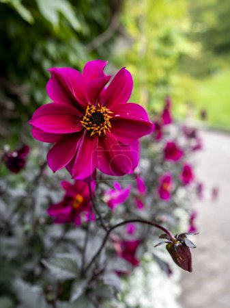 Téléchargez les photos : Dahlia "Évêque de Canterbury" fleur avec fond flou - en image libre de droit