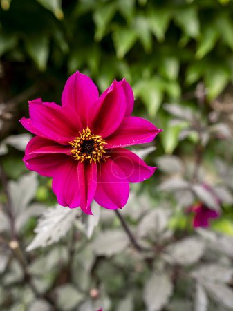 Téléchargez les photos : Dahlia "Évêque de Canterbury" fleur avec fond flou - en image libre de droit