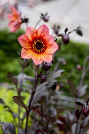 Téléchargez les photos : Dahlia "Mystic Haze" fleur dans un jardin avec fond flou - en image libre de droit