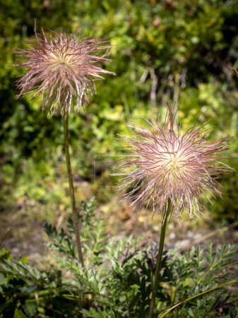 selektiver Fokus einer Frucht aus Alpenpassionsblume oder Alpenanemone (Pulsatilla alpina) in den Suiser Alpen