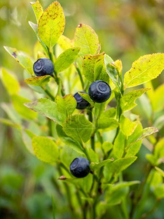 Selektiver Fokus einer europäischen Blaubeerfrucht (Vaccinium myrtillus) in einer Blaubeerpflanze