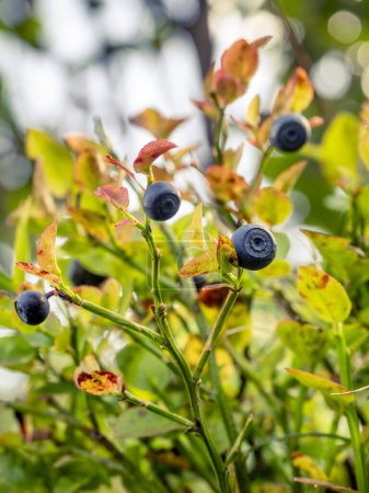 Selektiver Fokus einer europäischen Blaubeerfrucht (Vaccinium myrtillus) in einer Blaubeerpflanze