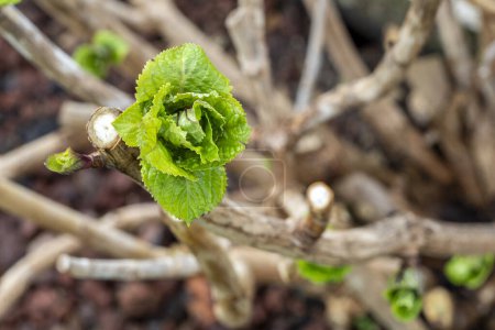 selective focus of hydrangea buds with blurred background - spring buds and spring time concept