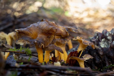 Photo for Yellowfoot chanterelle mushrooms (Craterellus tubaeformis) with blurred background - Royalty Free Image
