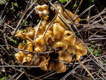 top view of yellowfoot chanterelle mushrooms (Craterellus tubaeformis) in the forest
