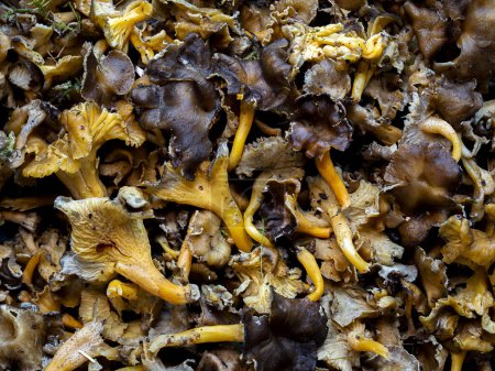 Photo for Freshly picked yellowfoot chanterelle mushrooms (Craterellus tubaeformis) - Royalty Free Image