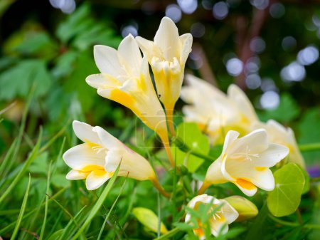Photo for Selective focus of white freesia flowers in a garden with blurred background - Royalty Free Image