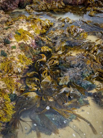 diferentes tipos de algas del mar Cantábrico (Galicia - España) en marea baja