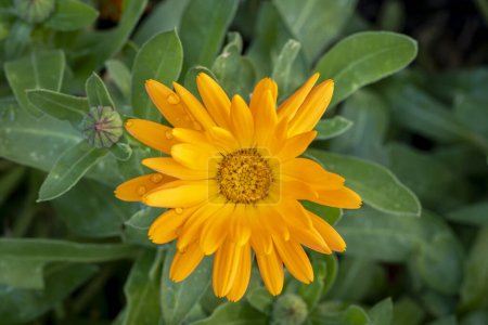 selective focus of an common marigold flower (Calendula officinalis) with blurred background