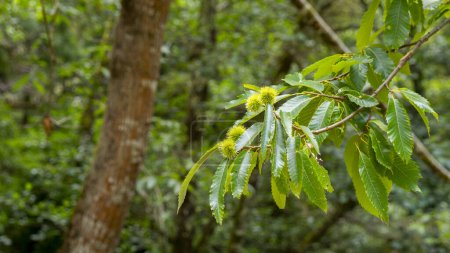 selective focus of fresh green prickly chestnuts on a sweet chestnut tree branch (Castanea sativa) with blurred background
