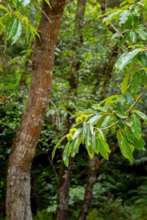 foyer sélectif de châtaignes vertes fraîches et piquantes sur une branche de châtaignier doux (Castanea sativa) au fond flou