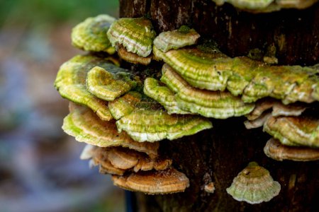 Photo for Selective focus of a Coriolus versicolor or Polyporus versicolor (Trametes versicolor) on a trunk in the woods with blurred background - Royalty Free Image