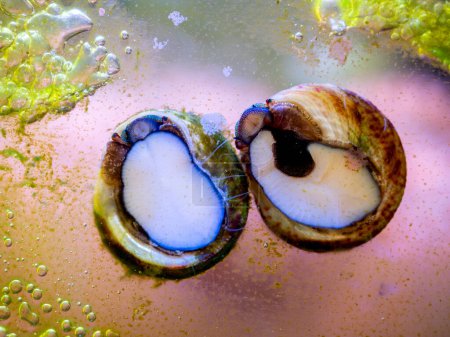 caracoles trochus comiendo algas en el vaso de un acuario de arrecifes con fondo borroso