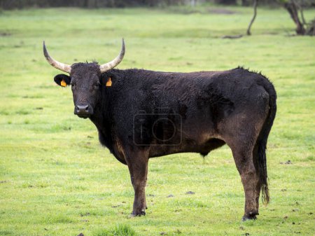 toro negro de la Camarga (ganado de la Camarga) en la región de Camargue (Francia)