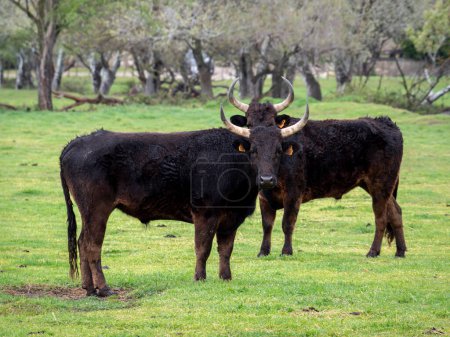 toros negros de la Camarga (ganado de Camarga) en la región de Camargue (Francia)