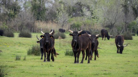 black bulls of the Camargue (Camargue cattle) in the Camargue region (France)
