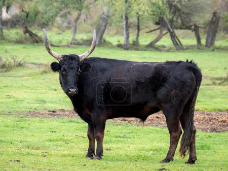 black bull of the Camargue (Camargue cattle) in the Camargue region (France)