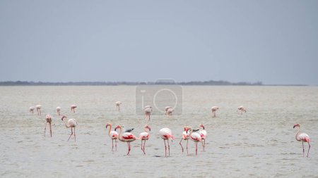 Gruppe von Flamingos (Phoenicopterus roseus) im regionalen Naturpark Camargue (Frankreich))