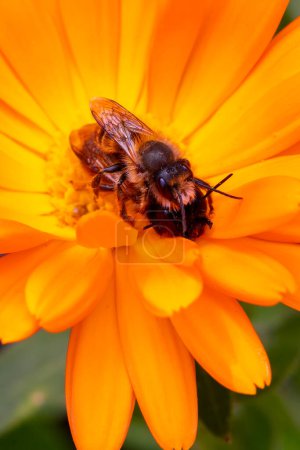 Paar europäischer Bienen (Apis mellifera) paaren sich auf einer Ringelblume übereinander