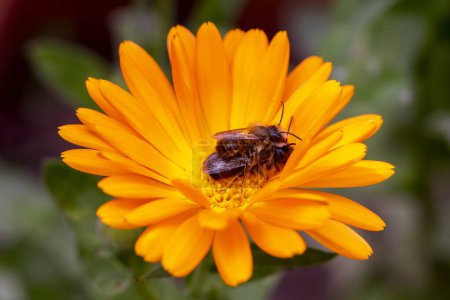 Paar europäischer Bienen (Apis mellifera) paaren sich auf einer Ringelblume übereinander