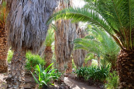 Foto de Oasis Park Fuerteventura es el único parque zoológico y botánico de la isla de fuerteventura - Imagen libre de derechos