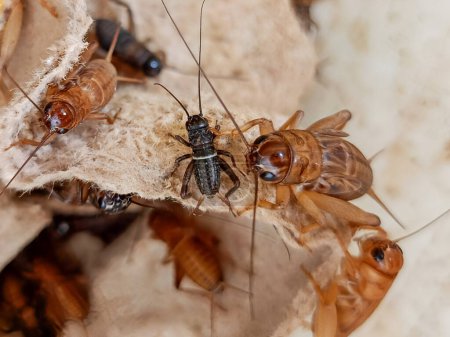 Photo for Detail of the portrait of the house cricket where the eggs are wrapped. can be used for educational purposes, entomology research, and, biology presentations. - Royalty Free Image