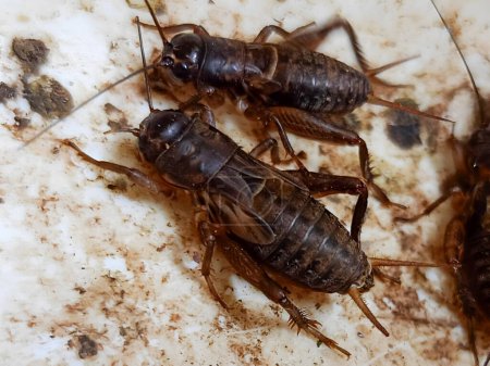 Photo for Detailed Portrait of House Cricket. can be used for educational purposes, entomology research, and, biology presentations. - Royalty Free Image
