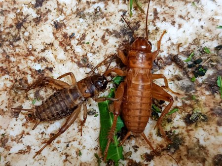 Photo for Detailed Portrait of House Cricket. can be used for educational purposes, entomology research, and, biology presentations. - Royalty Free Image