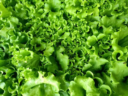 Fresh green mustard greens with their seductive leaf details and fresh appearance create health and nutrition. Suitable for use related to food and a healthy lifestyle.