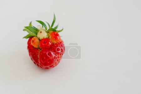 Nature's Query: The GMO Strawberry Conundrum