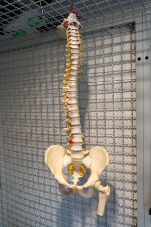 Perspectivas anatómicas: Modo de educación de columna vertebral