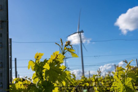 Eco-Friendly Wind Power Over Lush Vineyard