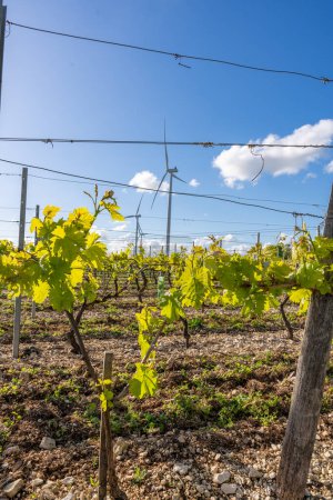 L'énergie durable rencontre la viticulture traditionnelle
