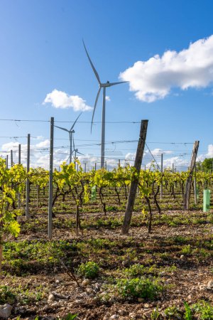 La energía sostenible cumple con la viticultura tradicional