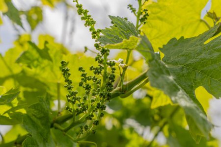 Jeunes raisins verts poussant sur un vignoble ensoleillé