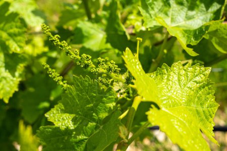 Young Green Grapes Growing on a Sunny Vineyard