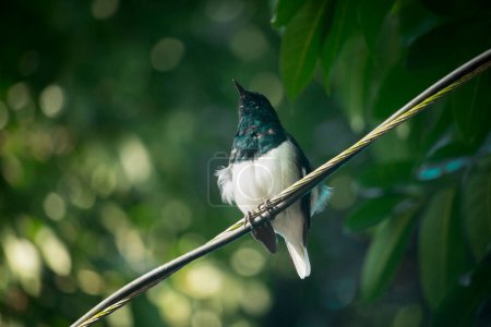 Foto de Golondrina de granero (Hirundo rustica) o pájaro negro veloz y encantador con la cara marrón posada en el poste de bambú sobre el fondo borroso verde - Imagen libre de derechos