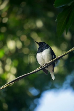 Foto de Golondrina de granero (Hirundo rustica) o pájaro negro veloz y encantador con la cara marrón posada en el poste de bambú sobre el fondo borroso verde - Imagen libre de derechos